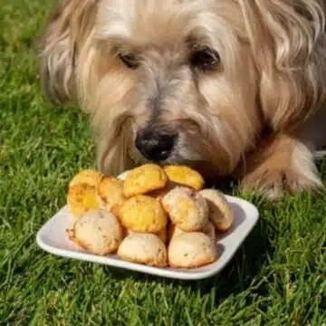 Gesunde Hundekekse ohne Getreide