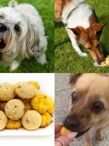 Gesunde Hundekekse ohne Getreide