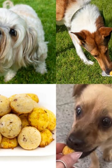 Gesunde Hundekekse ohne Getreide