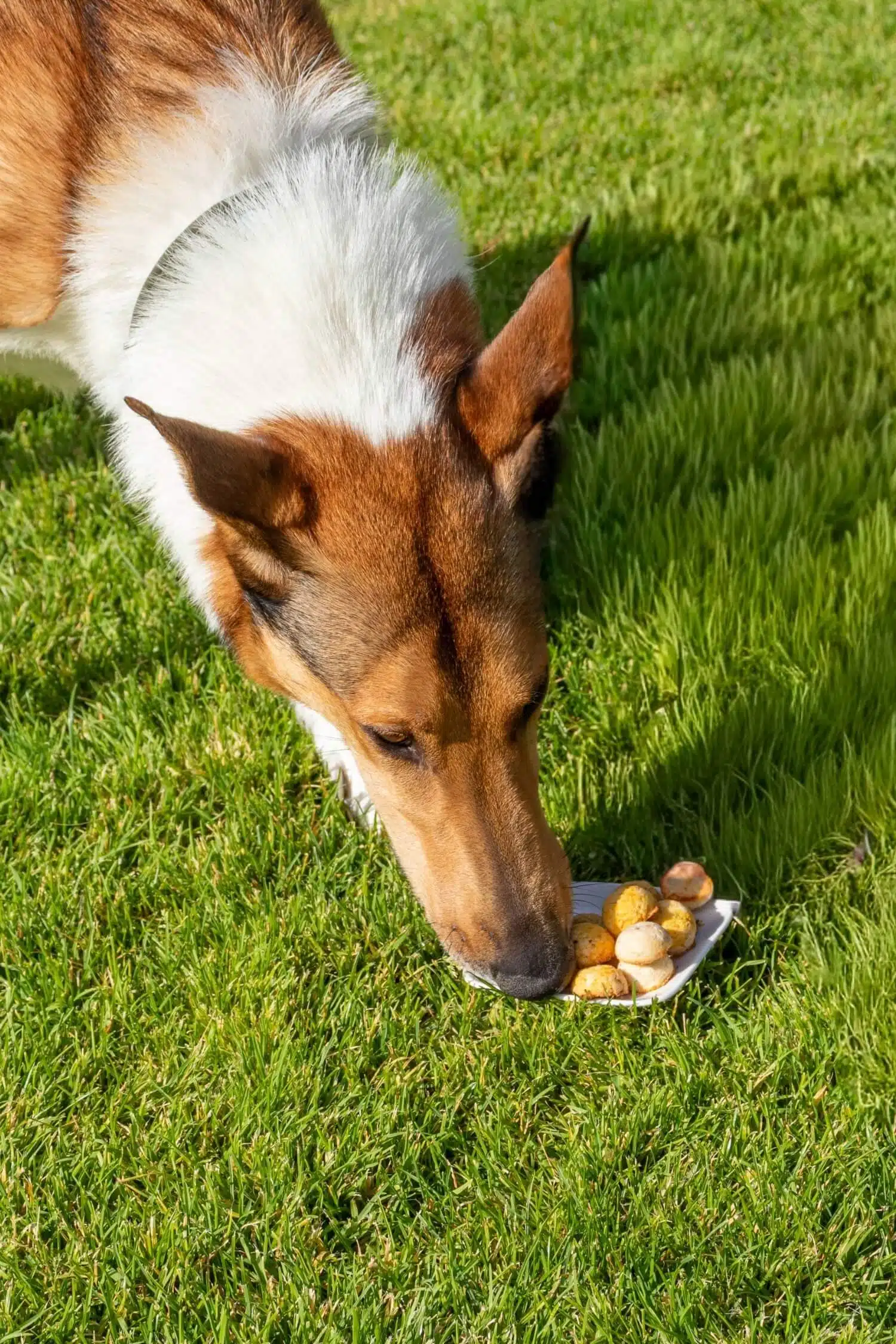 Gesunde Hundekekse selber backen ohne Getreide