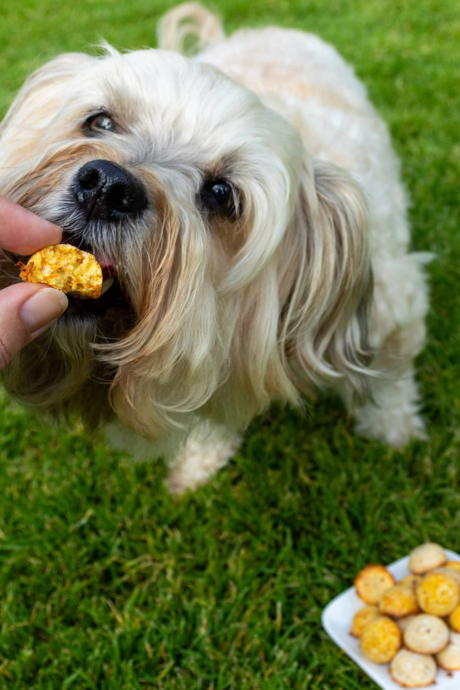 Hundekekse selber backen gesund und ohne Zucker