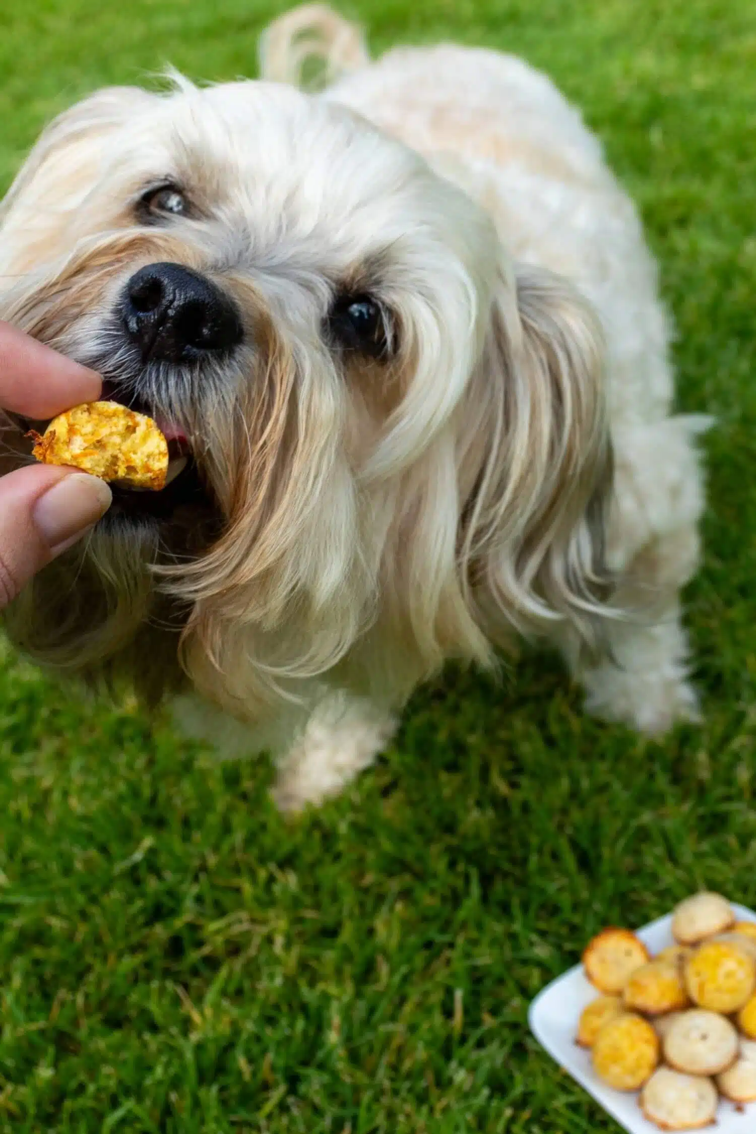 Hundekekse selber backen gesund und ohne Zucker