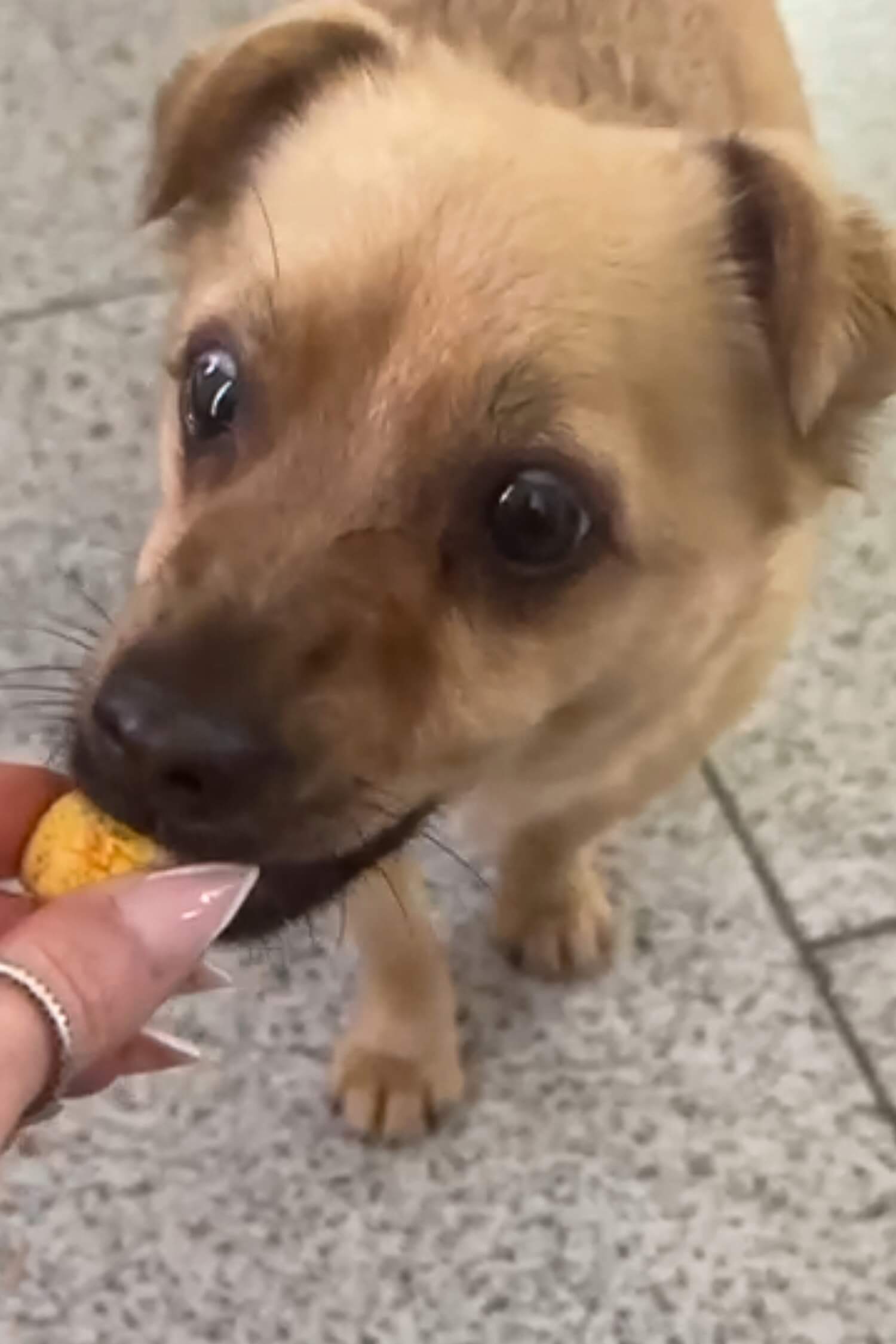 Hunderleckerlis ohne Getreide selber backen