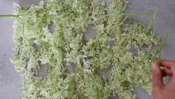 Holunderblütensirup ohne Zucker: Vorbereiten
