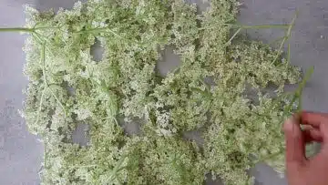 Holunderblütensirup ohne Zucker: Vorbereiten